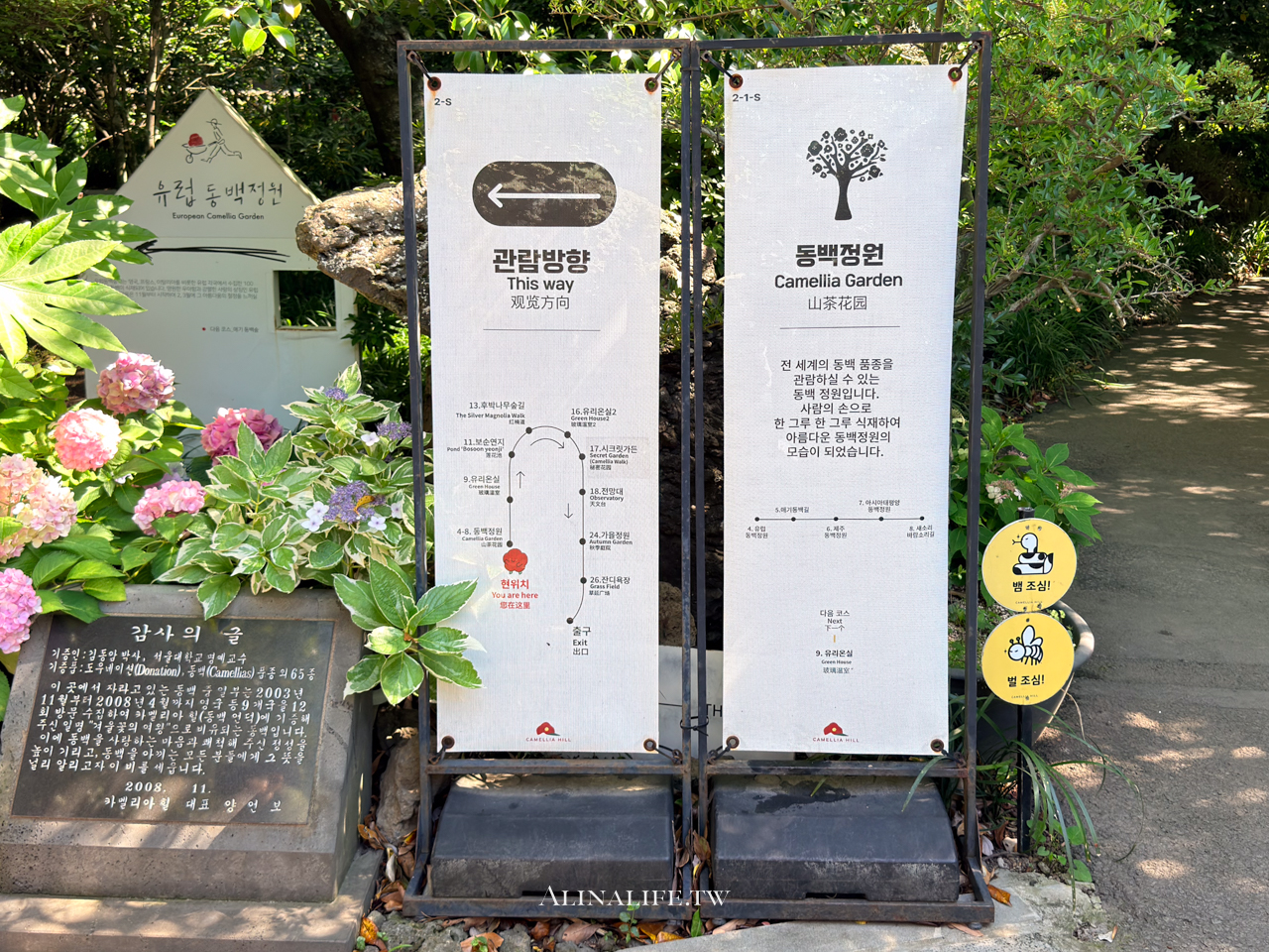 山茶花之丘|濟州島最熱門的繡球花景點,從冬天美到夏天 @Alina 愛琳娜 山茶花之丘|濟州島最熱門的繡球花景點,從冬天美到夏天 @Alina 愛琳娜
