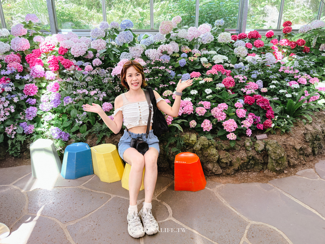 山茶花之丘|濟州島最熱門的繡球花景點,從冬天美到夏天 @Alina 愛琳娜 山茶花之丘|濟州島最熱門的繡球花景點,從冬天美到夏天 @Alina 愛琳娜