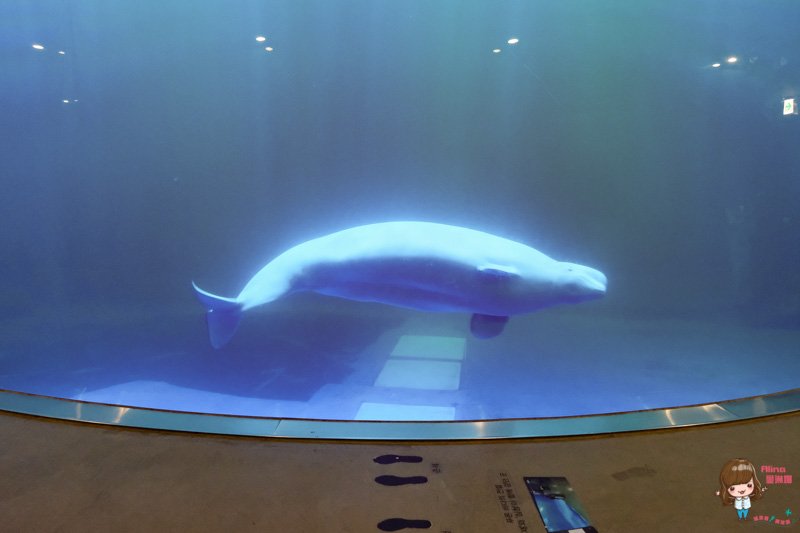 【全羅南道】韓國麗水 景點一日遊:梧桐島.突山公園.海洋水族館.E-mart購物 @Alina 愛琳娜
