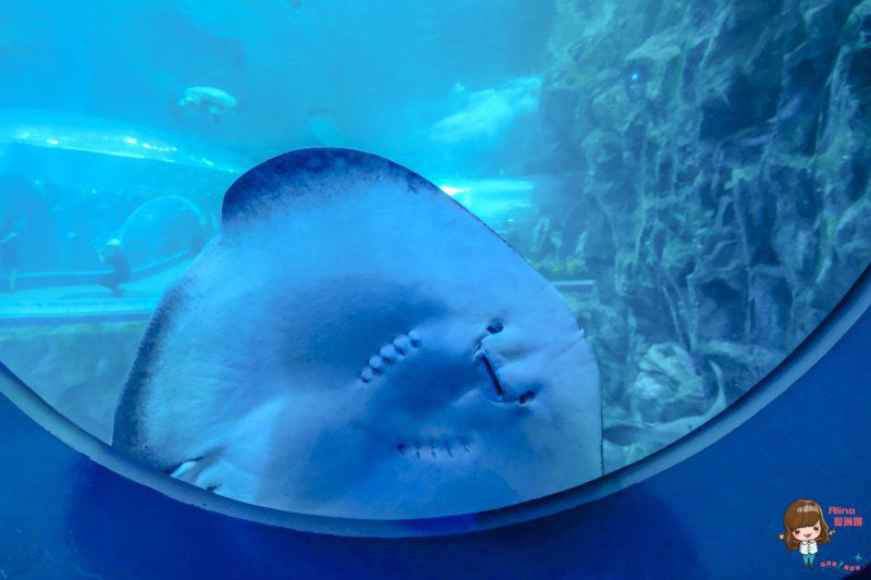 【全羅南道】韓國麗水 景點一日遊:梧桐島.突山公園.海洋水族館.E-mart購物 @Alina 愛琳娜 【全羅南道】韓國麗水 景點一日遊:梧桐島.突山公園.海洋水族館.E-mart購物 @Alina 愛琳娜