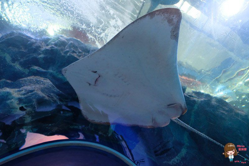 【全羅南道】韓國麗水 景點一日遊:梧桐島.突山公園.海洋水族館.E-mart購物 @Alina 愛琳娜 【全羅南道】韓國麗水 景點一日遊:梧桐島.突山公園.海洋水族館.E-mart購物 @Alina 愛琳娜
