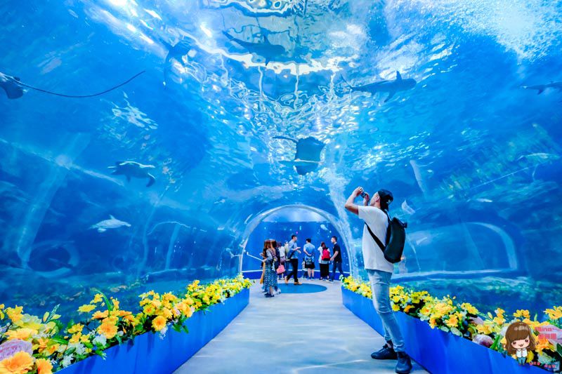 【全羅南道】韓國麗水 景點一日遊:梧桐島.突山公園.海洋水族館.E-mart購物 @Alina 愛琳娜 【全羅南道】韓國麗水 景點一日遊:梧桐島.突山公園.海洋水族館.E-mart購物 @Alina 愛琳娜