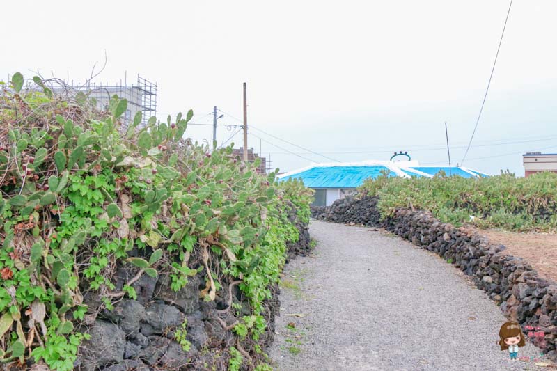 【濟州島景點】月令里仙人掌群落-跟著孔劉拍仙人掌文青畫報 @Alina 愛琳娜