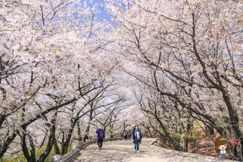【首爾櫻花景點】仁川 SK石油化學櫻花公園：韓國櫻花大道秘境 @Alina 愛琳娜