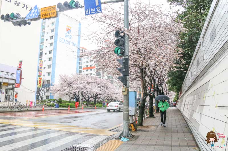 【釜山景點】南川洞櫻花路｜金蓮山櫻花大道，漫步櫻花秘境 @Alina 愛琳娜