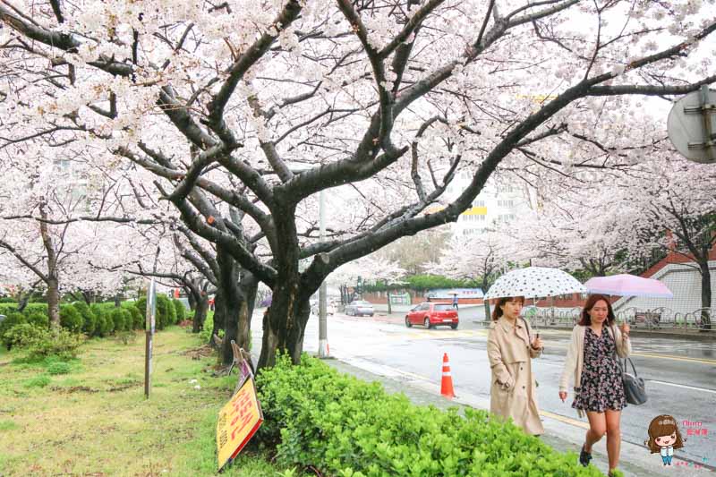 【釜山景點】南川洞櫻花路｜金蓮山櫻花大道，漫步櫻花秘境 @Alina 愛琳娜