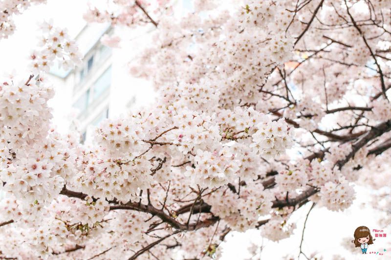 【釜山景點】南川洞櫻花路｜金蓮山櫻花大道，漫步櫻花秘境 @Alina 愛琳娜