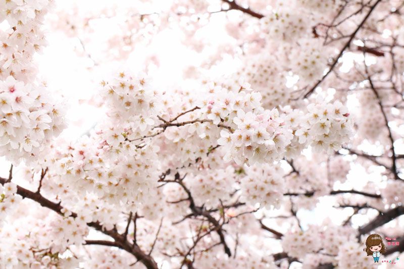 【釜山景點】南川洞櫻花路｜金蓮山櫻花大道，漫步櫻花秘境 @Alina 愛琳娜