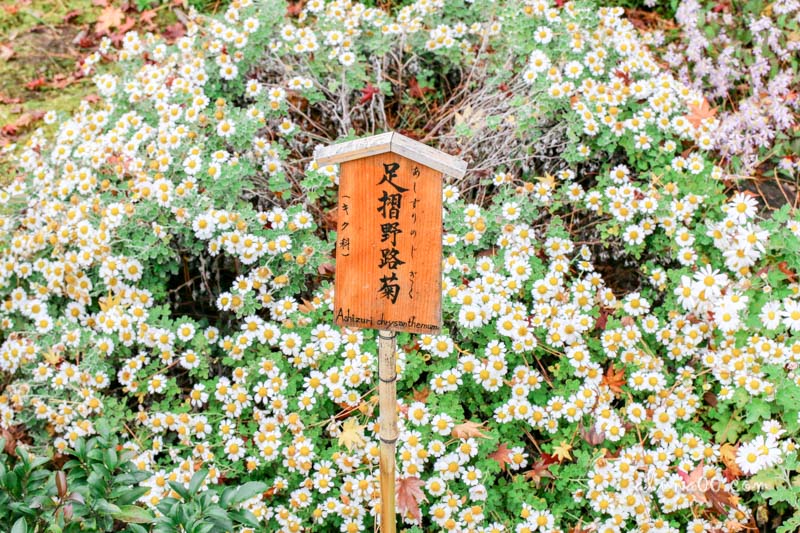 【京都景點】嵯峨嵐山 天龍寺 世界遺產-在秋季楓紅中感受歷史 @Alina 愛琳娜