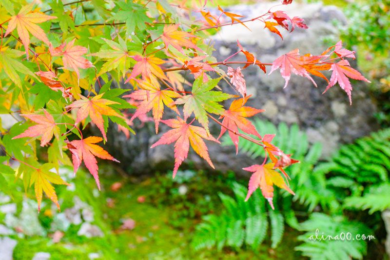 【京都景點】嵯峨嵐山 天龍寺 世界遺產-在秋季楓紅中感受歷史 @Alina 愛琳娜