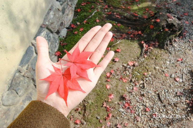 【京都景點】嵯峨嵐山 天龍寺 世界遺產-在秋季楓紅中感受歷史 @Alina 愛琳娜